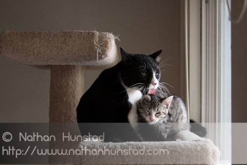 ???? showing how much he likes his little sister ???? by licking her